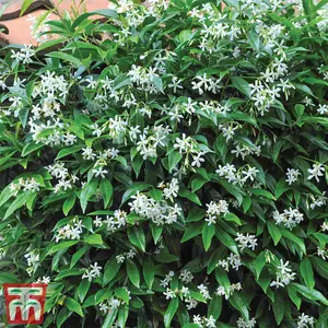 Fragrant Trachelospermum Jasminoides - Star Jasmine - 2 Litre Potted Plant x 2 - Ideal for Trellis, Fences & Obelisks