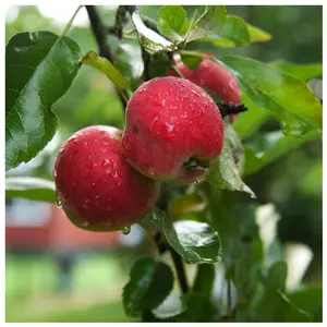 Worcester Pearmain Apple Tree 4-5ft, Ready to Fruit,Self-fertile & Sweet 3FATPIGS