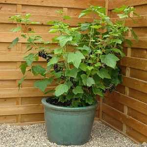 Blackcurrant (Ribes) Ebony Cordon 1 Bare Root