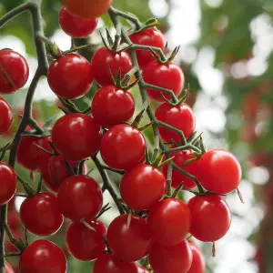 Tomato Crokini F1 1 Seed Packet