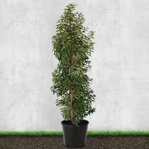 Hedges Direct Portuguese Laurel 1.25m Height Evergreen Hedge Plant