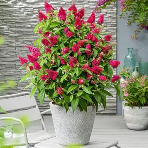 Buddleja Butterfly Candy Little Ruby 3 Litre Potted Plant x 1