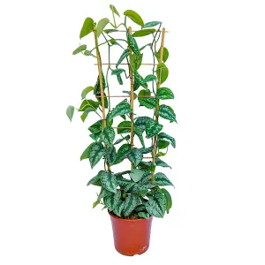 House Plant - Satin Silver Pothos - Trebie - 24 cm (XL) Pot size - 110-130 cm Tall - Scindapsus Pictum - Indoor Plant