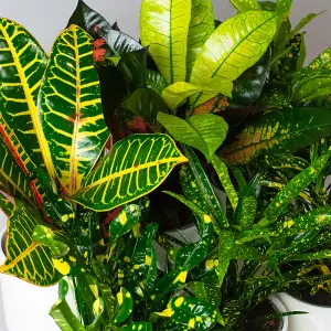 Croton Plants Indoor - Mix of 6 Real House Plants in 13cm Growers Pots