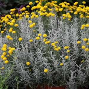 Cotton Lavender Outdoor Shrub Plant Santolina Chamaecyparissus 2L Pot