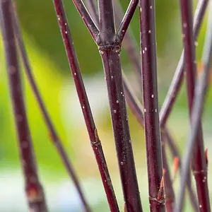 Cornus Alba Kesselringii 9cm Potted Plant x 2