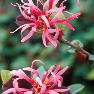 Loropetalum Chinensis Fire Dance - A Fiery Beauty With Dramatic Foliage 1 X 9cm Pot