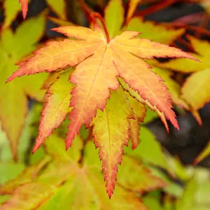 Acer Summer Gold - Golden Foliage, Outdoor Plant, Ideal for Gardens, Compact Size (50-70cm Height Including Pot)