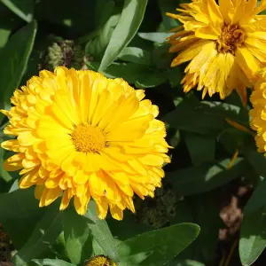 Calendula Nana Candyman Yellow 1 Seed Packet (100 Seeds)