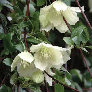 Clematis cirrhosa Wisley Cream in a 9cm Pot