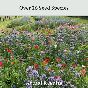 The Bees Knees Wildflower Seeds 100g (50m²)