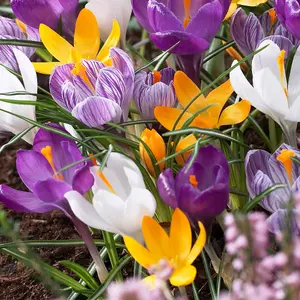 You Garden - Crocus Species Mixed, Pack of 40 Bulbs, Spring Flowering Bulbs for Planting Now UK