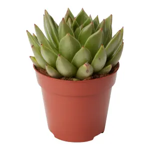 Verve Succulent in Plastic Grow pot 12cm