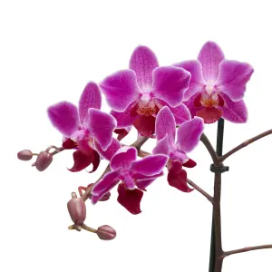 Verve Single Stem Moth orchid in Assorted Ceramic Decorative pot 9cm