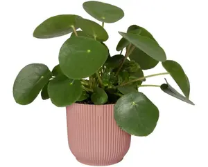 Elho Vibes Fold 14cm Round Delicate Pink Recycled Plastic Plant Pot