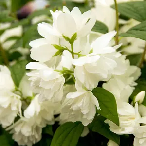 Mock Orange Philadelphus Snowbelle in a 9cm Pot Ready to Plant Out Garden Ready Plants Supplied as 1 x Established Plant