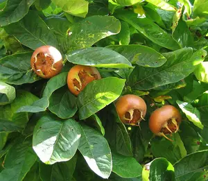 Dwarf Patio Medlar Fruit Tree 3-4ft Supplied in a 5 Litre Pot