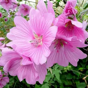 3 x Lavatera Mix Inc Varieties Like Rosea - Barnsley - Burgundy Wine in 9cm Pots