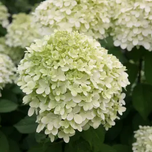 Limelight Outdoor Shrub Plant Hydrangea Paniculata 12L Pot 1m -1.2m