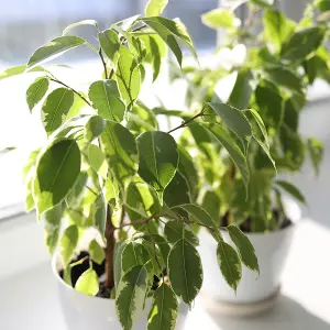 House Plant Weeping Figs, Set of Three Ficus benjamina Kinky with Jute Stem, Indoor Plants in 12cm Pots, For Home, Office or Livin