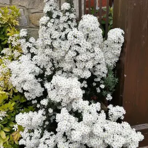 Spring Bling Daisy Bush Outdoor Shrub Plant Olearia Phlogopappa 2L Pot