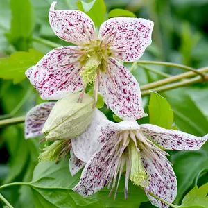 Clematis Advent Bells 7cm Potted Plant x 3