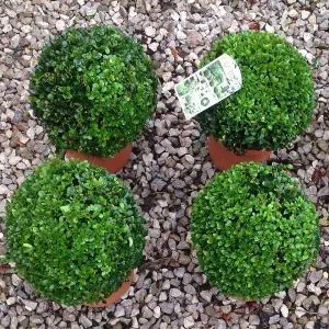 Buxus Sempervirens Ball - Classic Evergreen, Formal Garden Look, 30cm Pot (35-45cm Height incl Pot, 2 Plants)