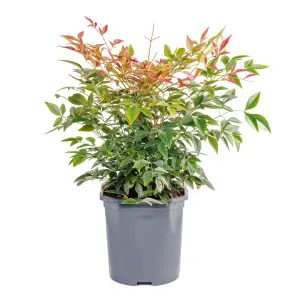 Nandina Domestica 'Obsessed' - evergreen creamy-pink plant in 17cm pot 40cm tall