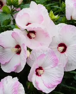 Hibiscus Pinky Spot - A Hardy Beauty With Large Unique Blooms 1 x 9cm pot