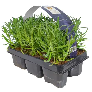 Lavender Angustifolia, Carry Six Pack (15-25cm Height Including Pot) Garden Plants - Compact Perennials, Fragrant Purple Blooms