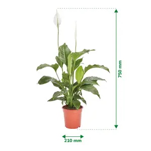 Verve Peace lily in Terracotta Plastic Grow pot 21cm