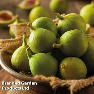 Green Fig - Standard Tree - 5 Litre Potted Plant x 1