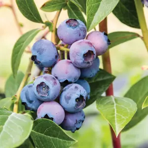 Blueberry Bush 'Patriot' Plant in 1.5L Pot - Heavy Cropping Vaccinium - Tasty Fruit