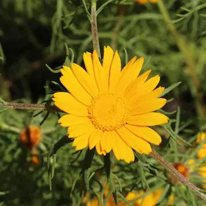 Cladanthus Arabicus Golden Crown 1 Seed Packet (750 Seeds)