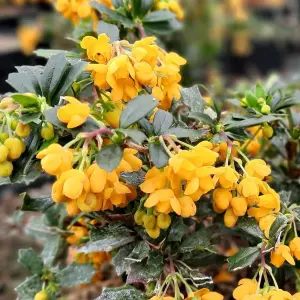 Berberis Compacta - Compact Shrub, Vibrant Orange Flowers (20-30cm Height Including Pot)