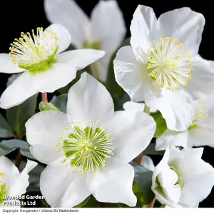 Gift Helleborus Christmas Carol 12cm Potted Plant x 2 - Winter Flowering - Ideal for Shady Spot