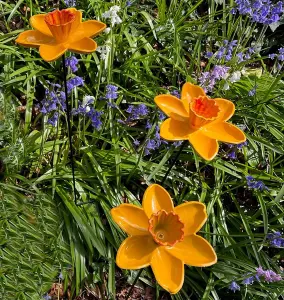 Cast Iron Daffodil Bird Feeder Flower Dish (Set of 3)