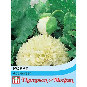 Poppy Applegreen 1 Packet (60 Seeds)