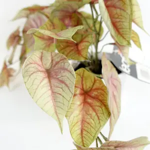 30cm Artificial Pink Caladium Potted Trailing Plant