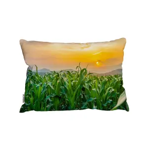 Green Corn Field In Agricultural Garden And Light Shines Sunset (Cushion) / 30cm x 45cm