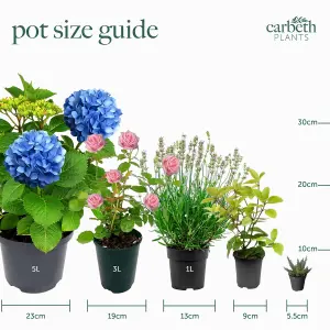 6 x Herb Plants - Including Herbs Like Rosemary - Coriander - Mint - Chives - Lavender - 9cm Pots Ready to Plant