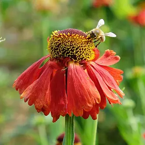 Helenium Moerheim Beauty in a 9cm Pot