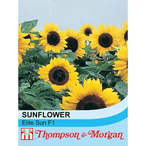 Sunflower Elite Sun F1 Hybrid 1 Packet (20 Seeds)