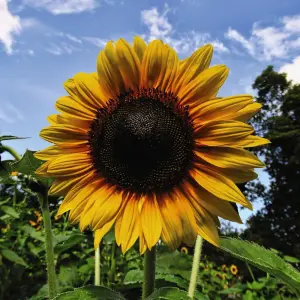 Sunflower Helianthus annuus Russian Giant 1 Seed Packet