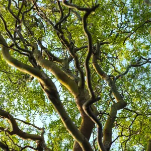 Salix Tortuosa Tree - Twisted Branches, Dragons Claw Willow, Hardy (5-6ft)