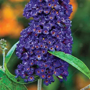 Buddleia Black Knight - Outdoor Flowering Shrub, Ideal for UK Gardens, Compact Size (15-30cm Height Including Pot)