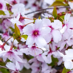 Prunus The Bride Tree - Elegant White Flowers, Low Maintenance, Hardy (5-6ft)