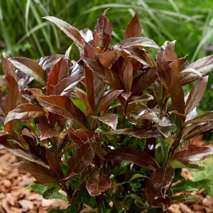 Viburnum Coppertop - Compact Shrub, Copper-Tinted Foliage (20-30cm Height Including Pot)