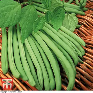 Climbing Bean Cobra 1 Seed Packet (40 Seeds)