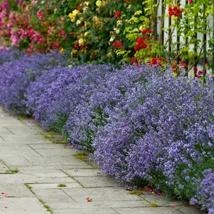 YouGarden Lavender 'Hidcote' Hedging Plant, 50 x Established Plants in 9cm Pots, Ready to Plant Established Lavender, Bee and Butt